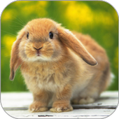 Bunny Licks Screen Wallpaper icon