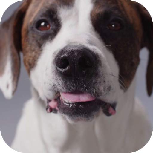 Cute Dog Video Live Wallpaper Free 2.0