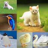 Animals & Birds Quiz 1.3