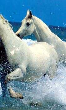 Cute horse wallpapers screenshot 3