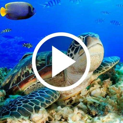 UnderWater Video Live Wallpaper 1.7