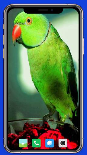 Parrot Wallpaper HD screenshot 8