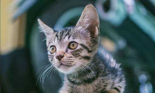 Sassy Cat Live Wallpaper screenshot 15