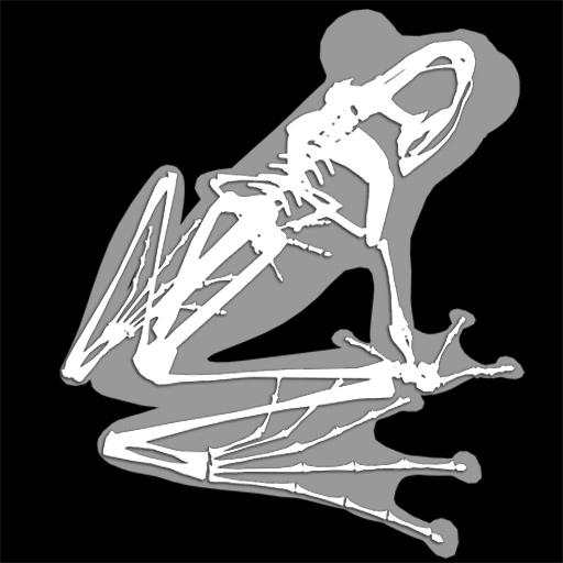 3D Frog Skeleton 1.30
