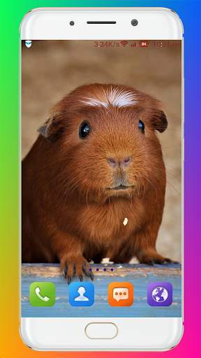 Guinea Pig Wallpaper screenshot 7
