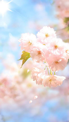 Sakura Flower Live Wallpaper screenshot 4