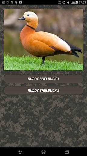 Duck hunting calls screenshot 6