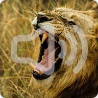 Lion Sounds Ringtone on 9Apps