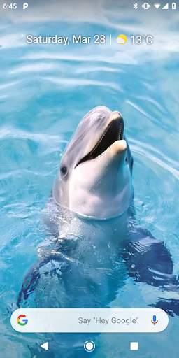 Magic Touch: Dolphins screenshot 3