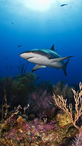 Shark Wallpapers स्क्रीनशॉट 7