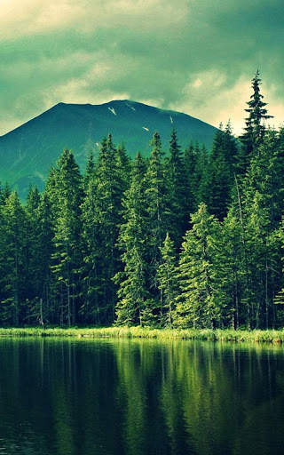 HD Forest Live Wallpaper screenshot 1