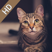 Cute Cat Wallpaper icon