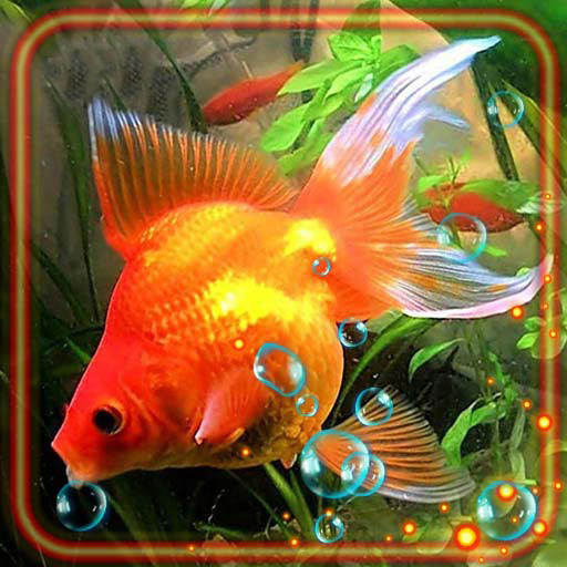 Fish Gold Live Wallpaper 1.3
