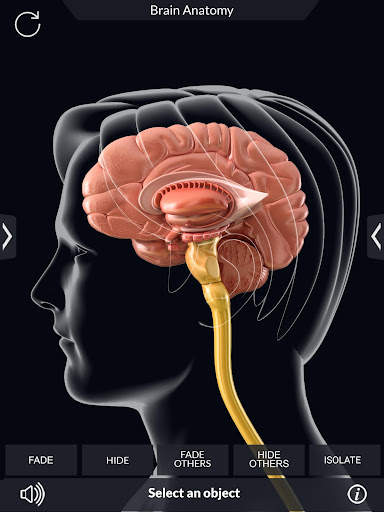 My Brain Anatomy screenshot 8