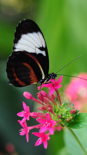 Butterfly Video Live Wallpaper screenshot 2