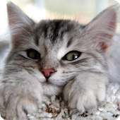 Cute Cat Pictures For Kids