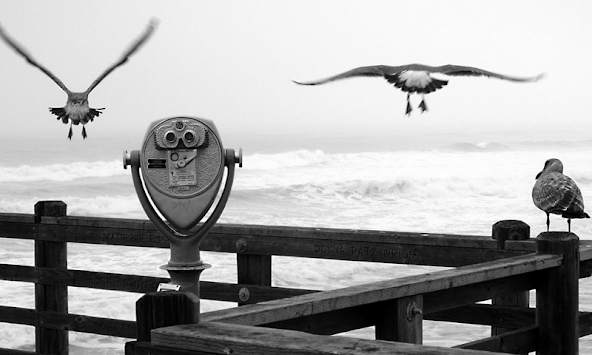 Black And White Wallpapers screenshot 4