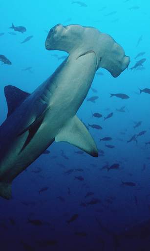 Shark Live Wallpaper (Wallpapers & Backgrounds) screenshot 3