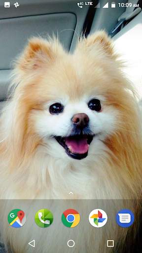Pomeranian Dog Wallpapers HD screenshot 2