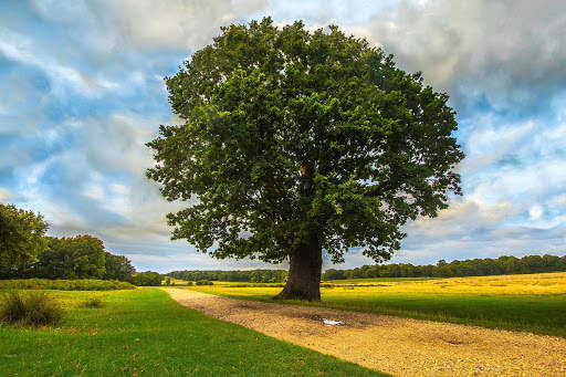 Tree Photo Frames 7 تصوير الشاشة