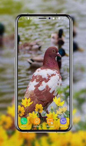 New Pigeon Wallpaper screenshot 8
