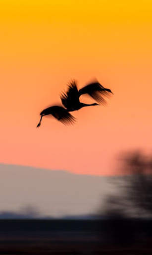 Birds Live Wallpaper : 7fon & LWP स्क्रीनशॉट 1