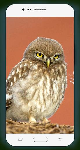 Owl Wallpaper HD screenshot 16