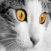 Cutecat Live Free Wallpaper icon