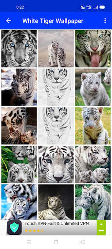 White Tiger Wallpaper Hd screenshot 3