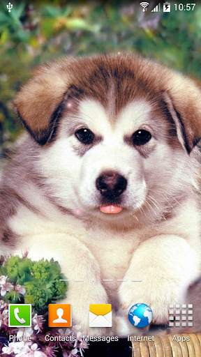 Dogs Wallpaper screenshot 5