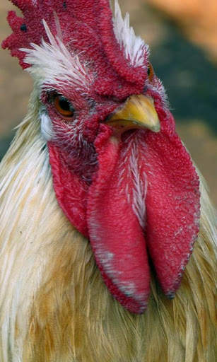 Hen Wallpaper screenshot 1