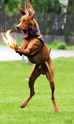 So Funny Pics and Jokes screenshot 2