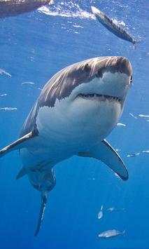 Shark blue sea screenshot 1