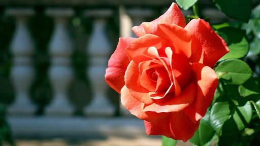 Rose Wallpaper HD & 4k Backgrounds screenshot 14