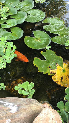 Magic Touch: Realistic Koi Live Wallpaper screenshot 2