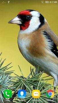 Bird Wallpaper screenshot 8