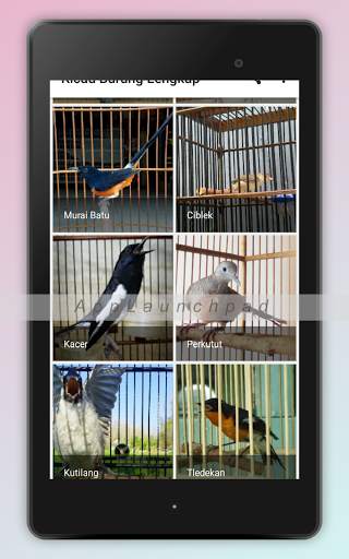 Kicau Burung Terlengkap screenshot 10