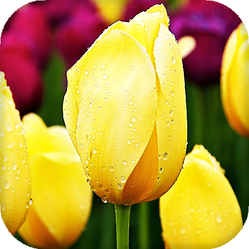 Tulips Live Wallpaper (Wallpapers &amp; Backgrounds) icon