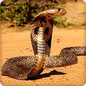 King Cobra Snake Wallpapers HD 13.0