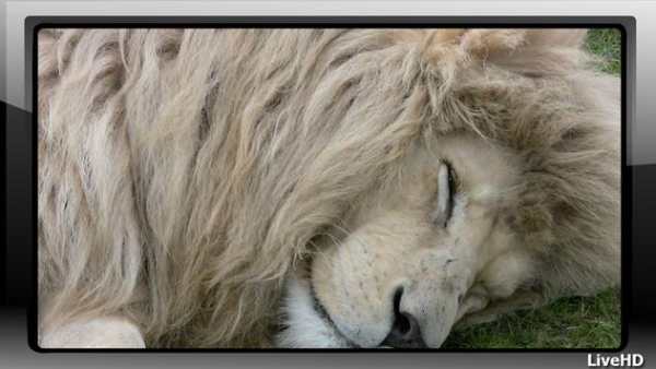 White Lion Wallpaper screenshot 2