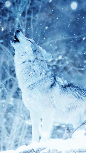 Wolf Wallpapers: Cool Animal Backgrounds Free screenshot 3