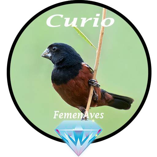 Canto Fêmea de Curio 7.0