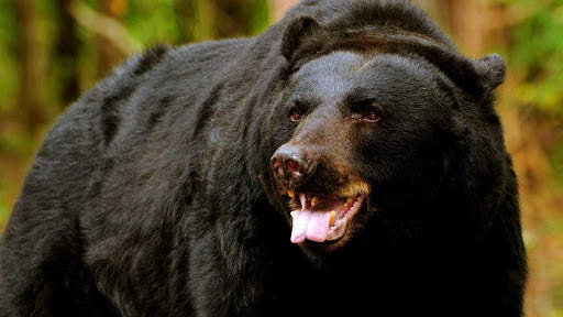 Bear Wallpapers HD & 4k Backgrounds screenshot 20
