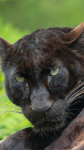 Panther Wallpapers: backgrounds hd screenshot 7