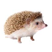 Hedgehogs Stickers 1.5
