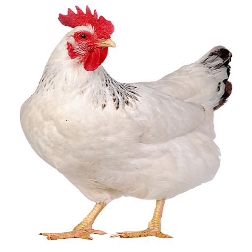 Chicken Farming, recipes, broiler, layer, kienyeji icon