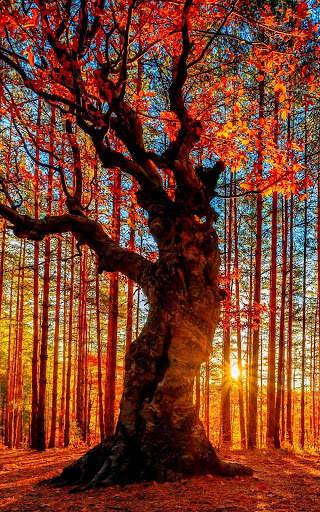 Autumn Wallpapers | hd backgrounds screenshot 1