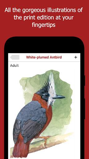 Birds of Peru screenshot 3