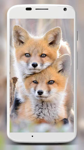 Fox Wallpaper HD 7 تصوير الشاشة
