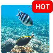 Aquatic HD Wallpaper - Movable 1.2016
